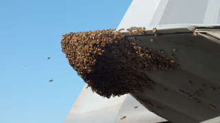 F-22 Raptor Gets Owned By a Bunch of Honey Bees